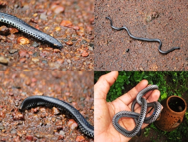 Khaire's Black Shieldtail