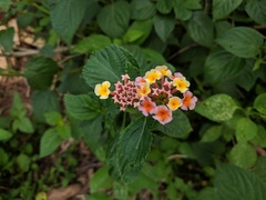 Lantana camara