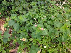 Lantana camara