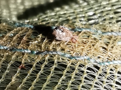 Spatulosminthurus lesnei