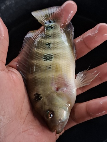 Three-spot cichlid (Cichlasoma trimaculatum) — Cichlidae — 3