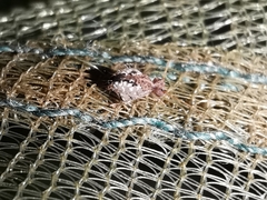 Spatulosminthurus lesnei