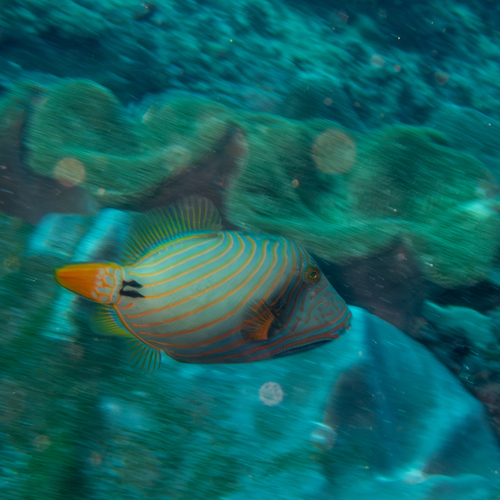 Orangestripe Triggerfish (Balistapus undulatus)
