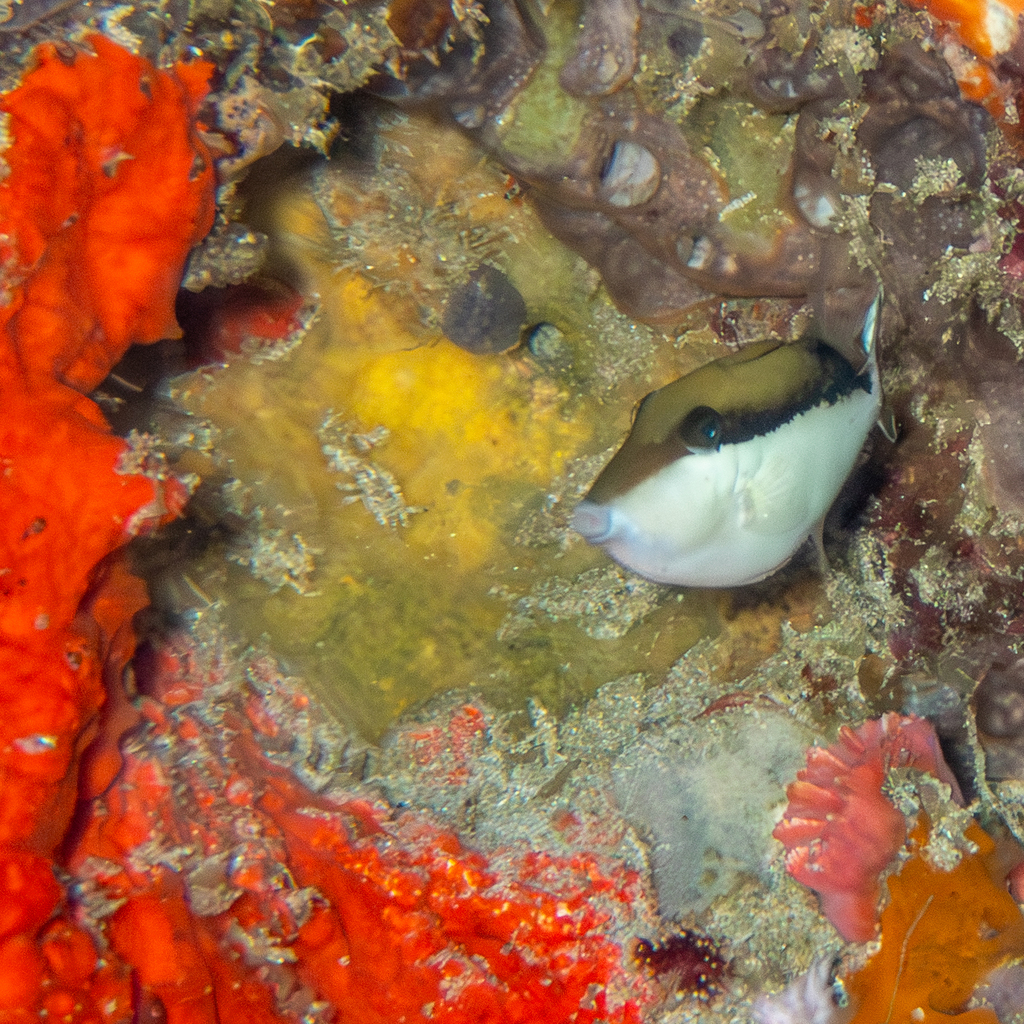 Flagtail Triggerfish (Sufflamen chrysopterum) — recorded at Batu Abah (Vertigo Point)