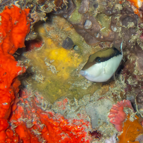 Flagtail Triggerfish (Sufflamen chrysopterum)