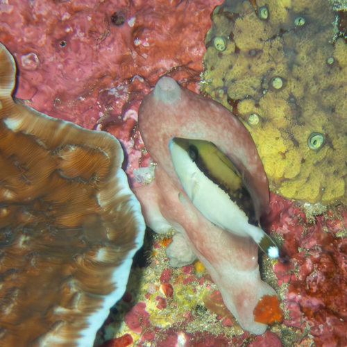 Flagtail Triggerfish (Sufflamen chrysopterum)
