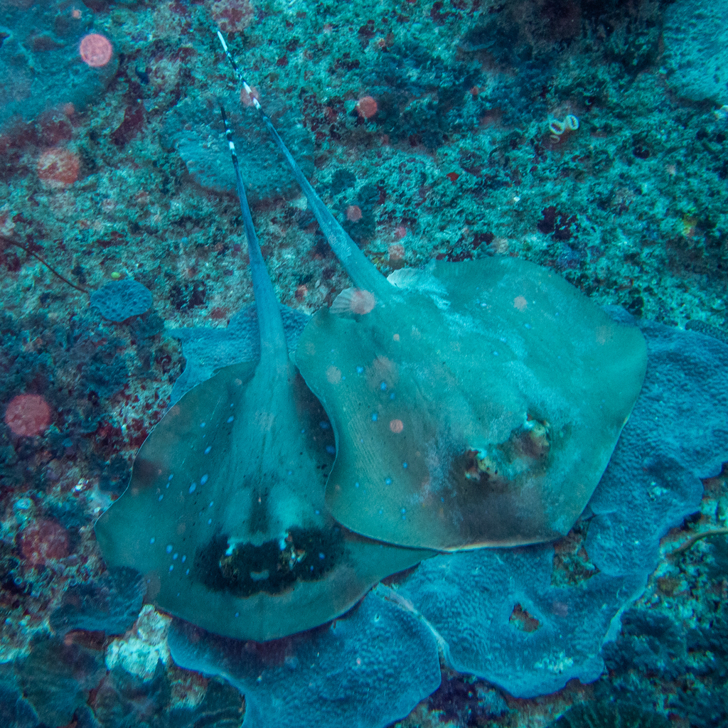Neotrygon caeruleopunctata