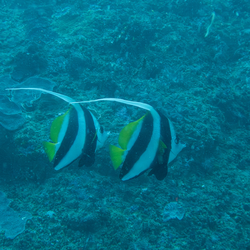 Longfin Bannerfish (Heniochus acuminatus)