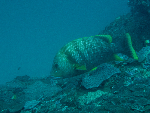 Speckled Snapper (Lutjanus rivulatus)