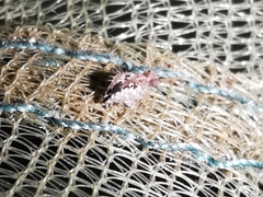 Spatulosminthurus lesnei