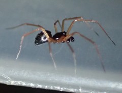 Bathyphantes approximatus