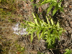 Amsonia