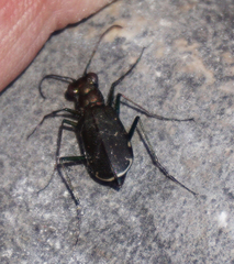 Cicindela punctulata punctulata