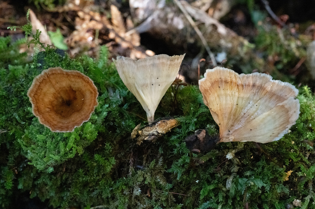 Podoscypha petalodes floriformis