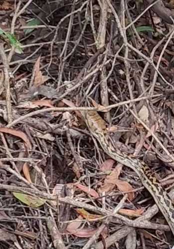 Australian Scrub Python sighting