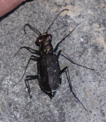 Cicindela punctulata punctulata