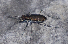 Cicindela punctulata punctulata