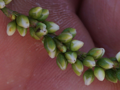 Persicaria robustior