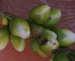 Persicaria robustior
