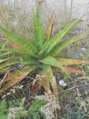 Aloe