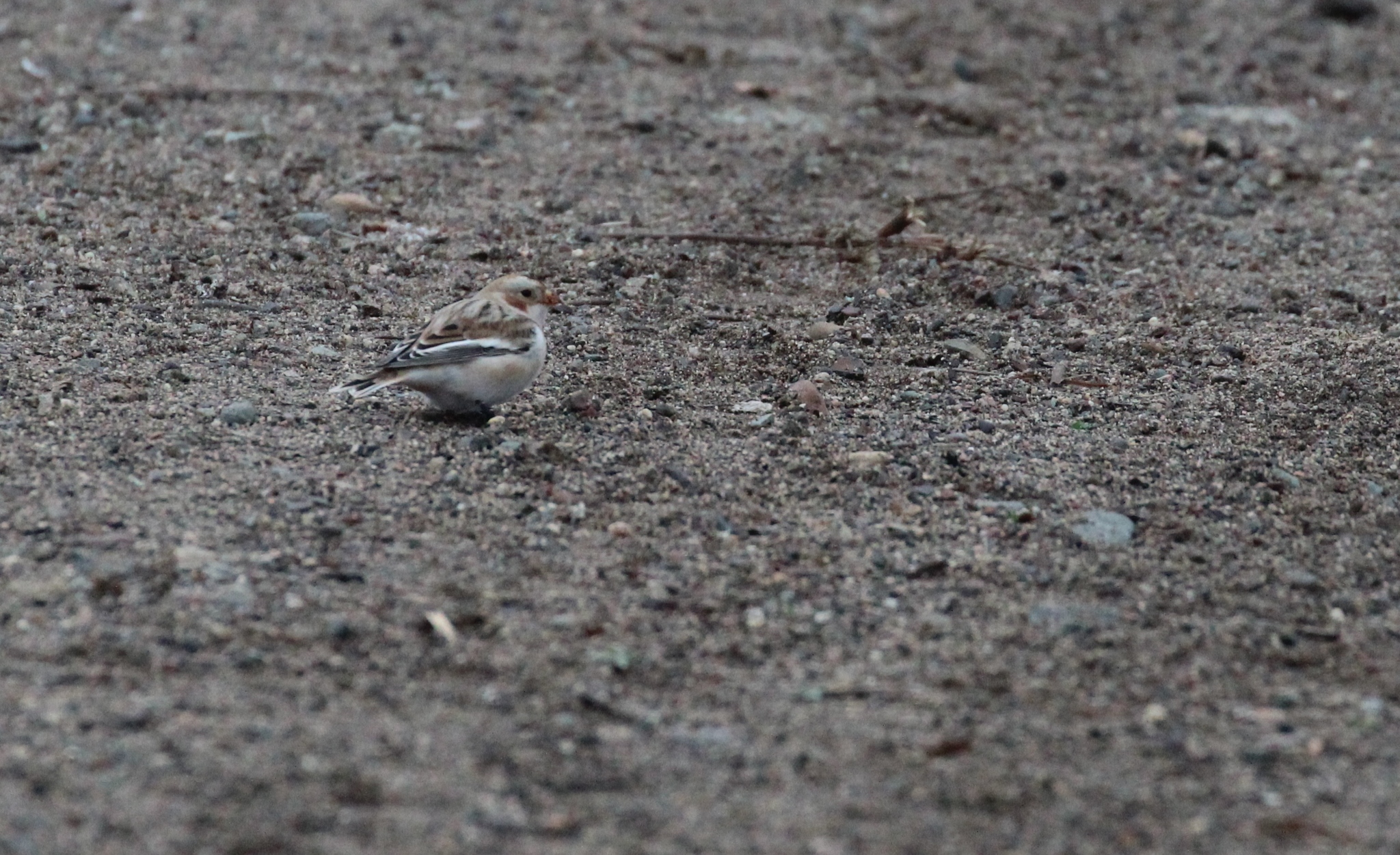 Snow Bunting