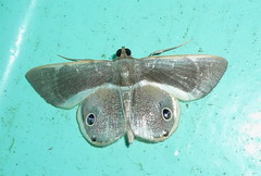 Opisthoxia