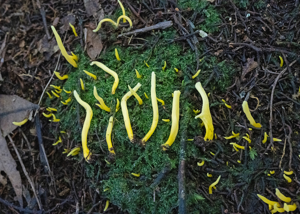 Clavulinopsis novozealandica · May 2025 · photo: © cooperj (iNaturalist, cc0)