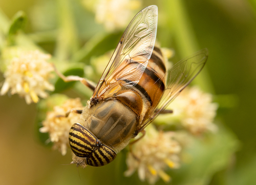 Stripe-eyed Lagoon Fly, La Mesa, CA, USA, photo 8 of 10