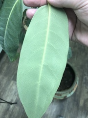 Ficus benjamina