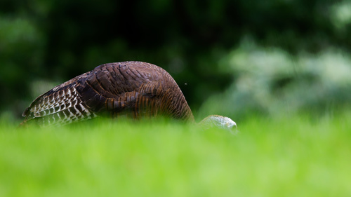 Wild Turkey photographed in Iowa