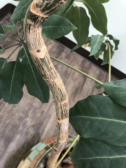 Ficus benjamina