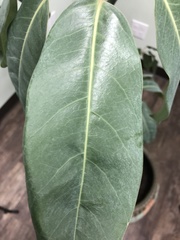 Heptapleurum actinophyllum