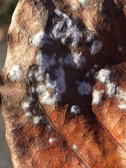 Erysiphe liriodendri