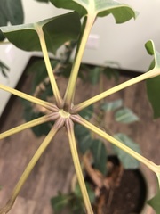 Heptapleurum actinophyllum