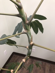 Heptapleurum actinophyllum