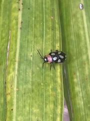 Omophoita simulans