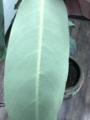 Heptapleurum actinophyllum