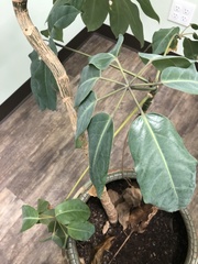 Heptapleurum actinophyllum