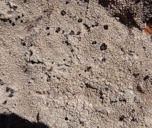 Representative image of Aspiciliella