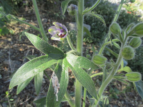 Licebane (Staphisagria macrosperma)