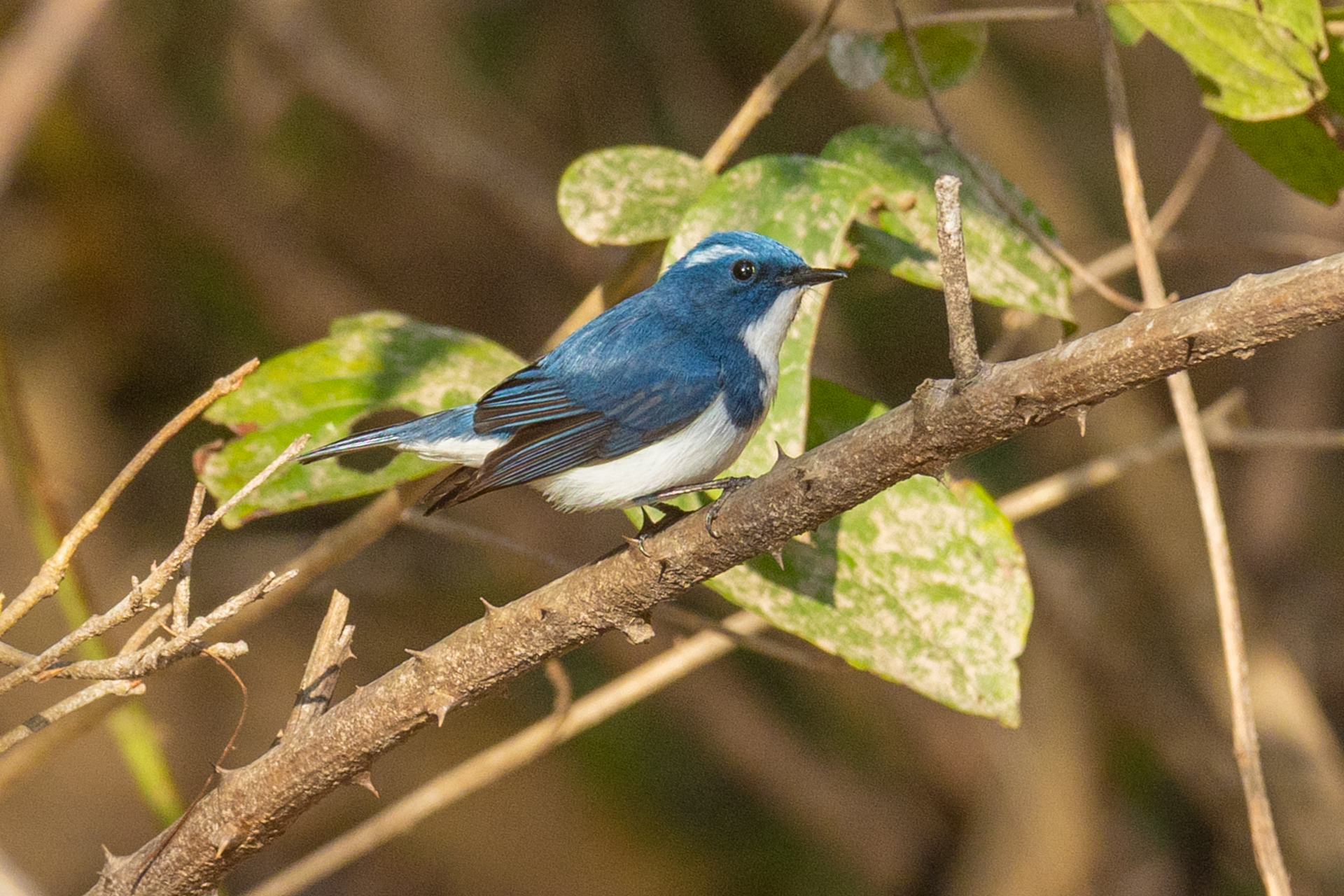 Ultramarine Flycatcher illustration