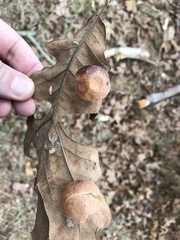 Atrusca quercuscentricola