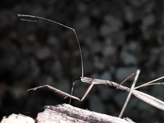 Ischnonyctes barbarus