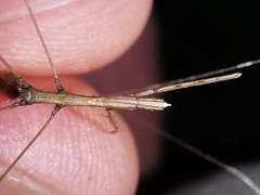 Ischnonyctes barbarus