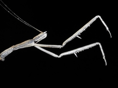 Ischnonyctes barbarus