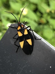 Oncopeltus varicolor varicolor