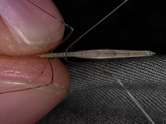Ischnonyctes barbarus