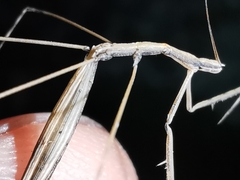 Ischnonyctes barbarus