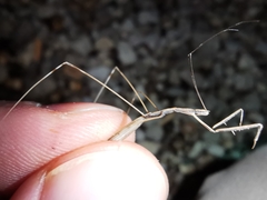 Ischnonyctes barbarus
