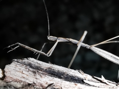 Ischnonyctes barbarus
